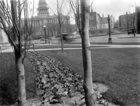 View of a flower bed of tulips in full bloom in Civic Center Park, Denver, Colorado. Landscaping design by S.R. DeBoer shows aspen trees, the park lawn and pathways. The Capitol building and cars are in the distance. (1920-1930)