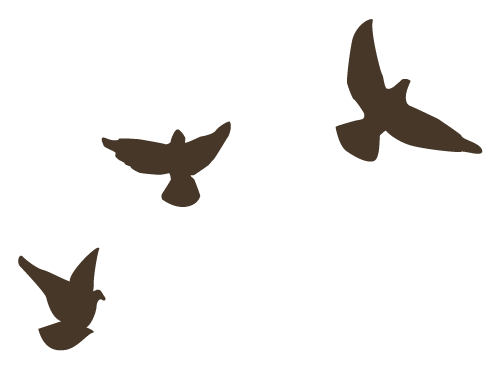 birds birds