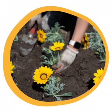 Volunteer planting flowers