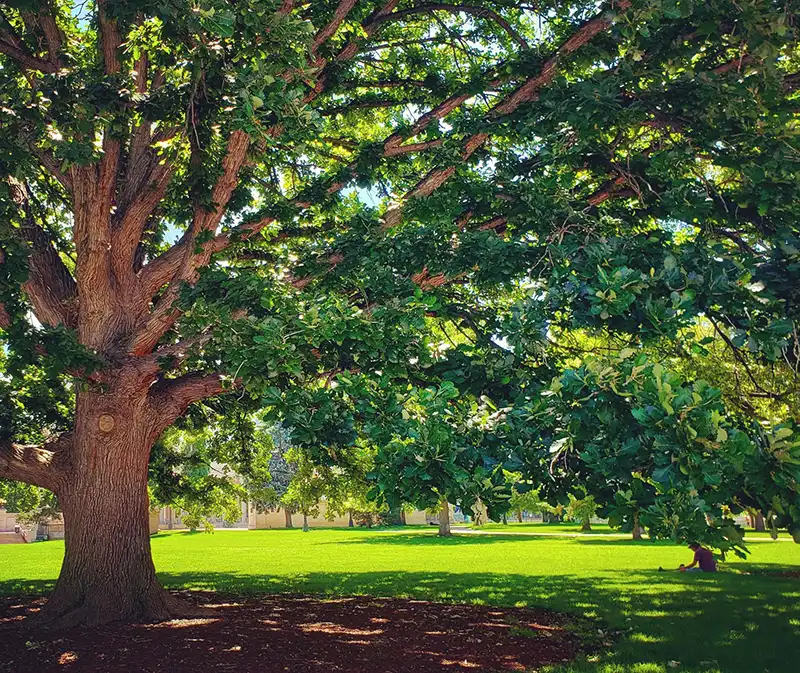 Tree-Peace Close up of beautiful bur oak tree full of lush green leaves